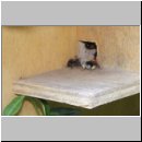 Hummelnest mit Wachsmotte-03.jpg